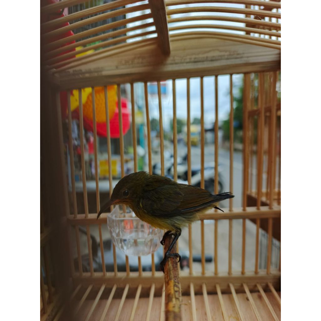 KONIN TROTOL TERPANTAU SUDAH PADA BUNYI