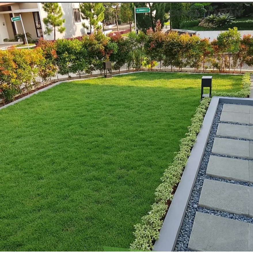 Rumput Jepang 1 Meter Persegi
