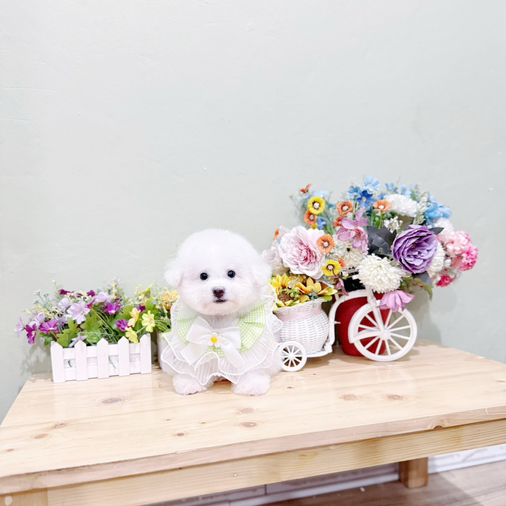 korean mini bichon frise bloodline import korea super cute face bulan poodle pudel podel podle