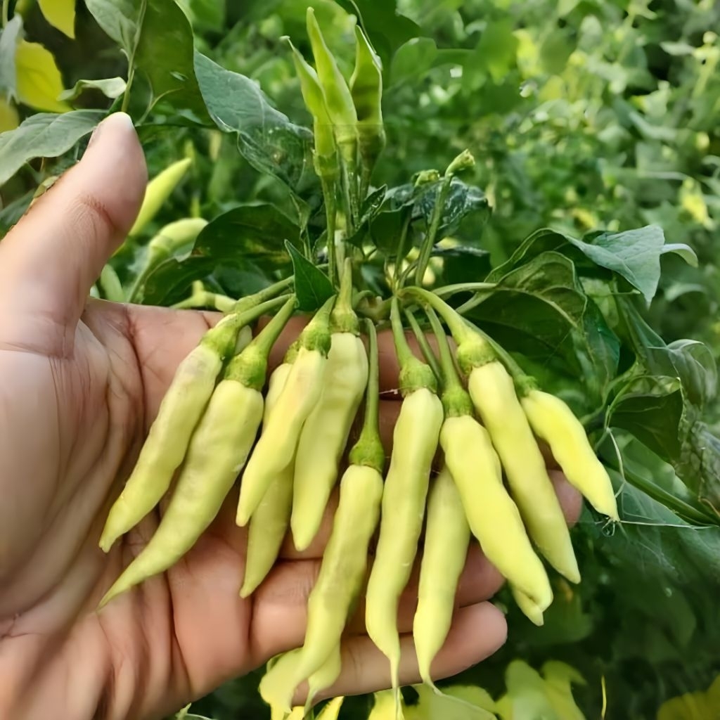 10 Biji Benih Cabai Rawit Hijau Muda Polos Dompol Cabai Rawit Dompol