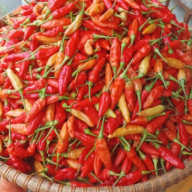Cabe Rawit Merah 1kg Cabe Rawit Setan