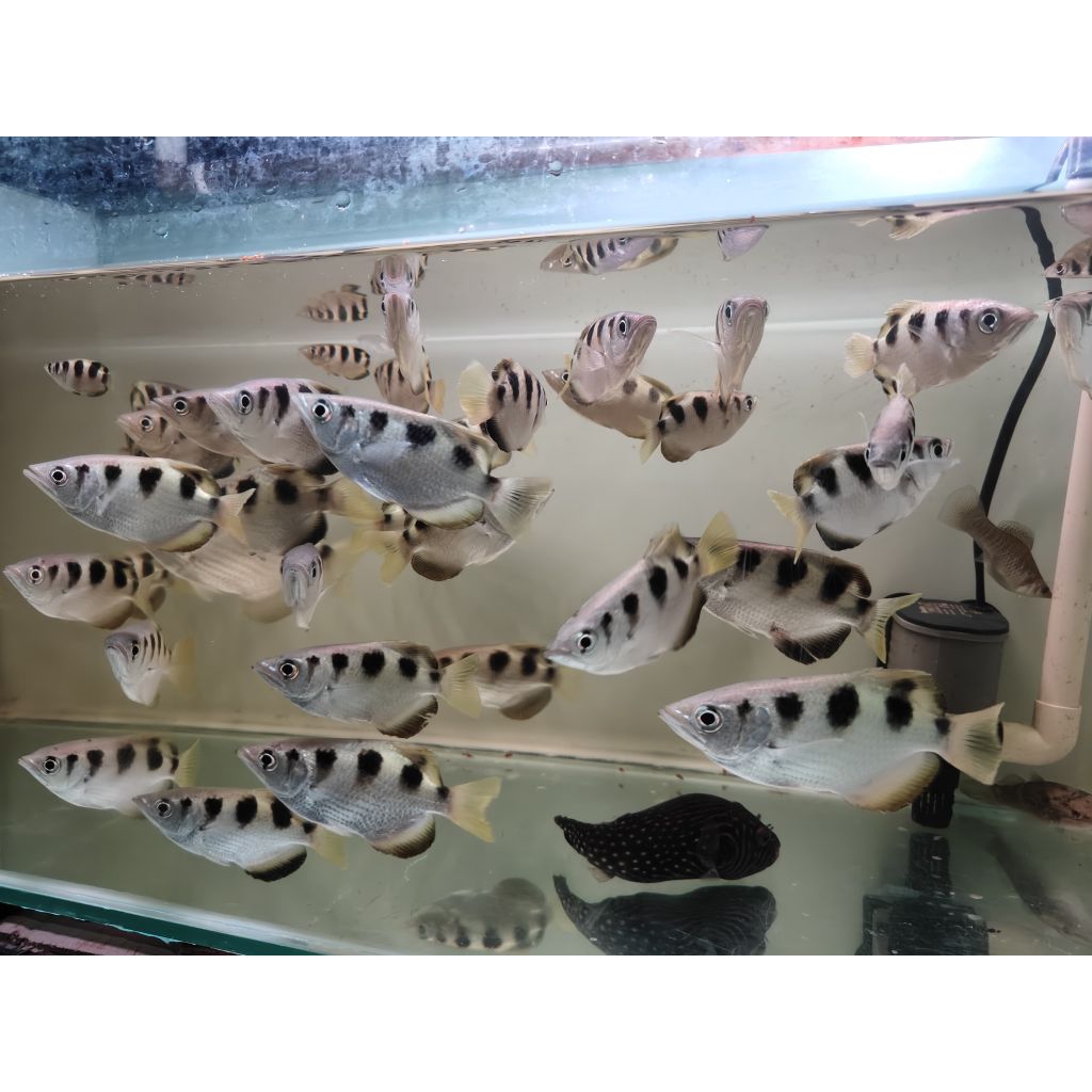 archer fish/sumpit size 9 10