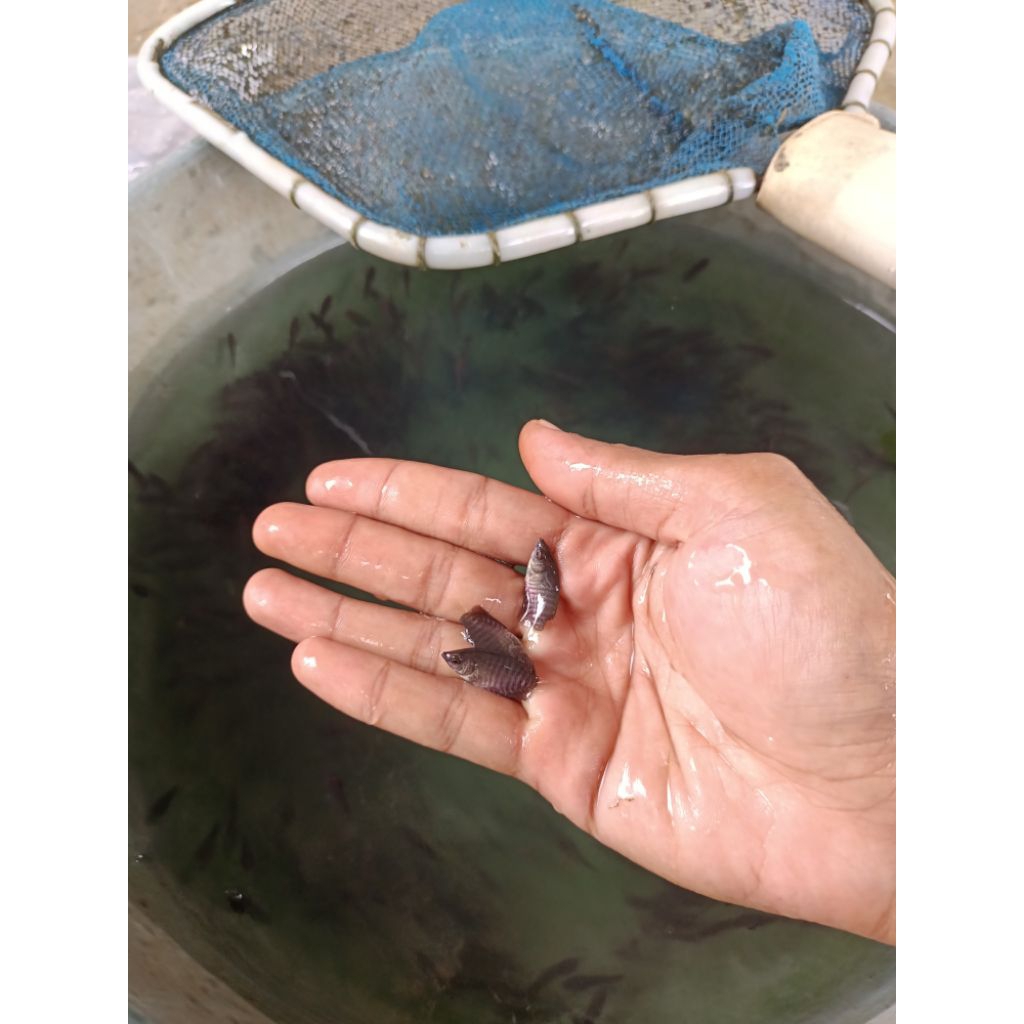 Gurame soang/ gurame hitam isi 50 ekor ukuran nguku jempol