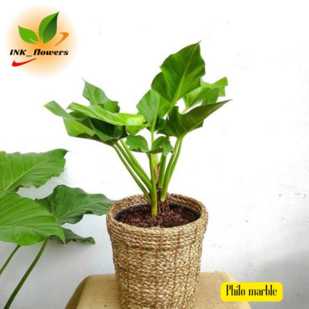 TANAMAN PHILO MARBLE - PHILODENDRON MARBLE GIGANTIUM - POHON HIAS MARBEL