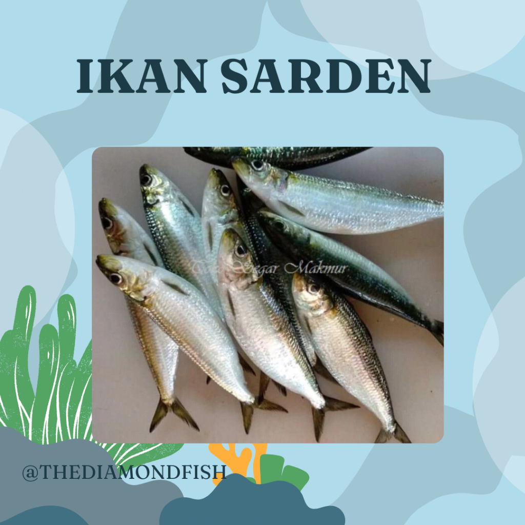 Ikan Sarden Segar 1Kg Ikan Sarden 1Kg Sardines Fish Seafood Ikan Laut Ikan Segar