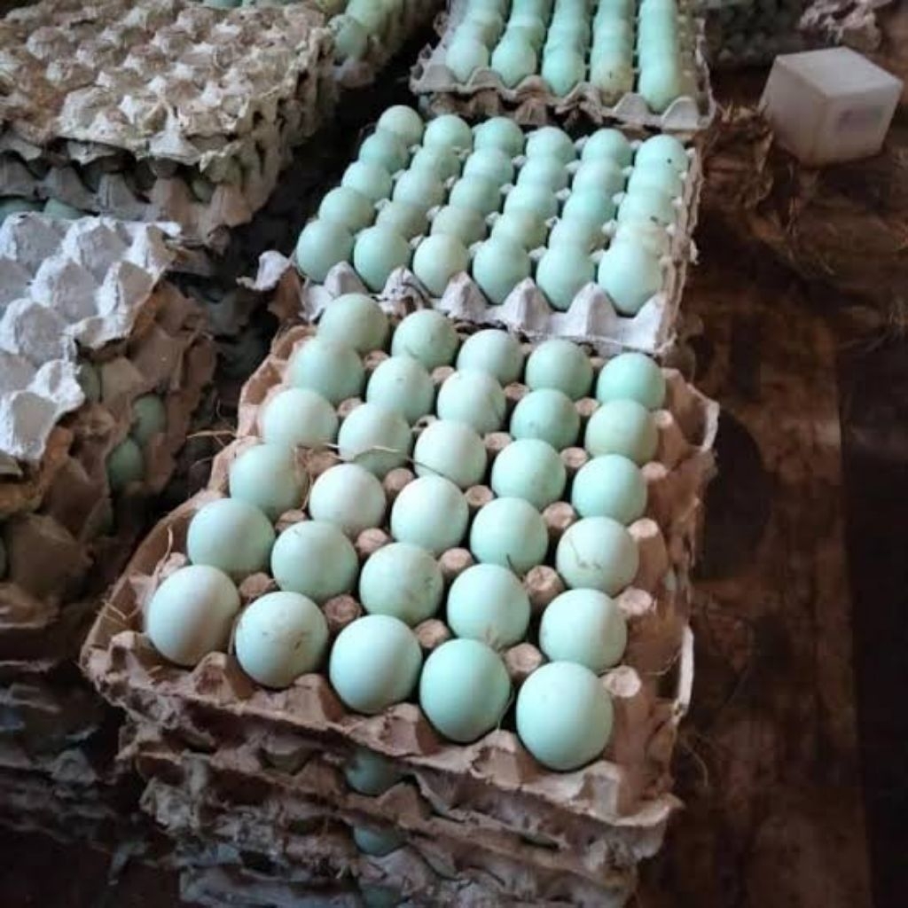 Telur bebek konsumsi telur bebek segar telur bebek mentah