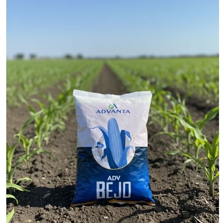 Benih Jagung Hibrida ADV BEJO - 1 Kilogram