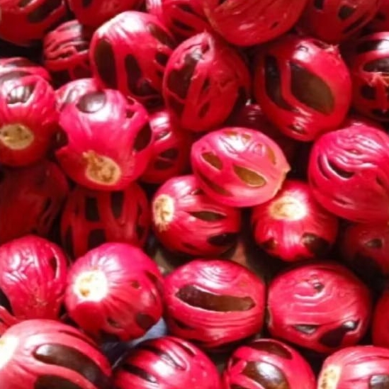 Biji pala tua bisa buat bibit /1kg