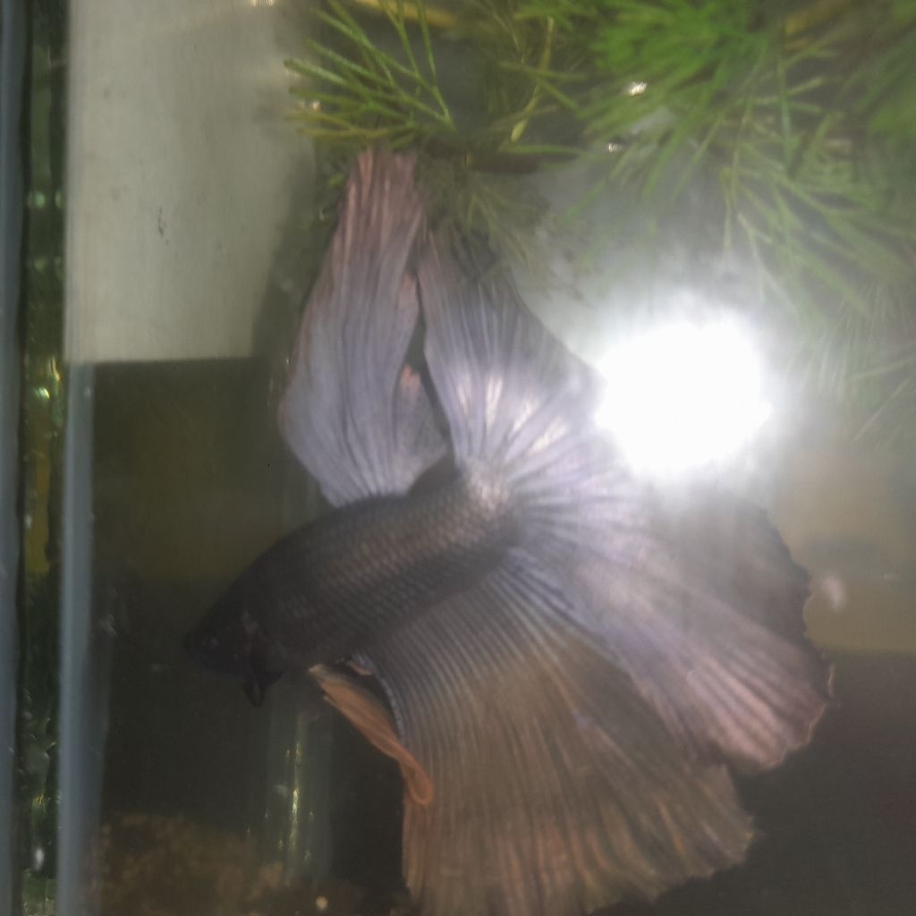 ikan cupang halfmoon cooper