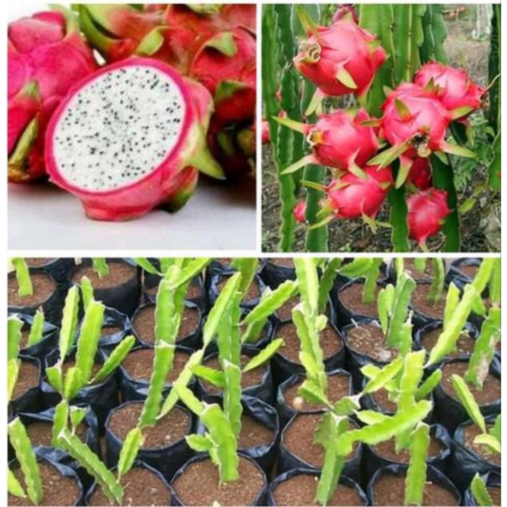 Tanaman Buah Naga Putih Super / Pohon Buah Naga Putih Super