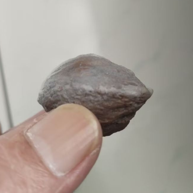 Kemiri Adu Muncang Adu Anak Denpom Urgen full Tua