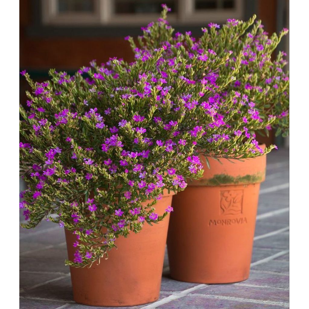 Taiwan beauty bunga ungu - Taiwan ungu