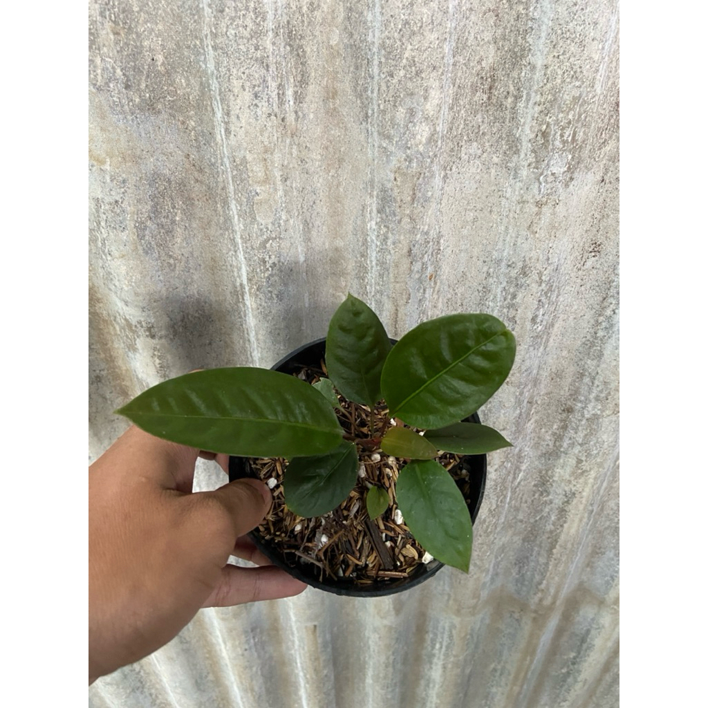 bibit tanaman hias anthurium superbum/anthurium superboom