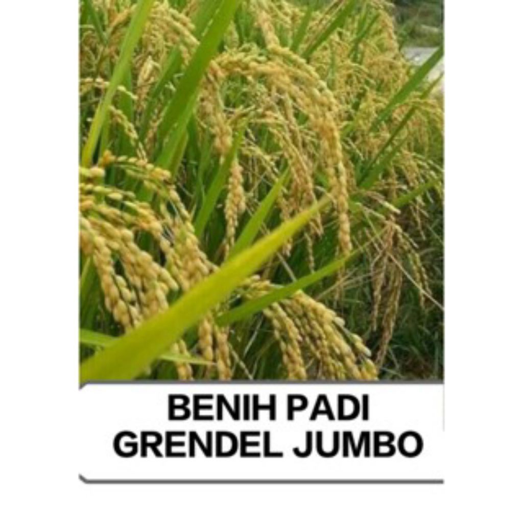 1kg benih padi ketan Grendel super bibit unggul siap tanam