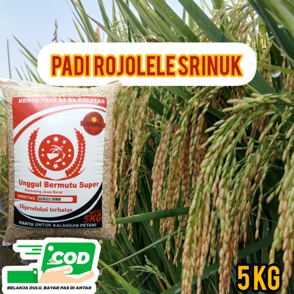 BIBIT PADI ROJOLELE SRINUK SUPER BERKUALITAS ULTRA UNGGUL 5KG