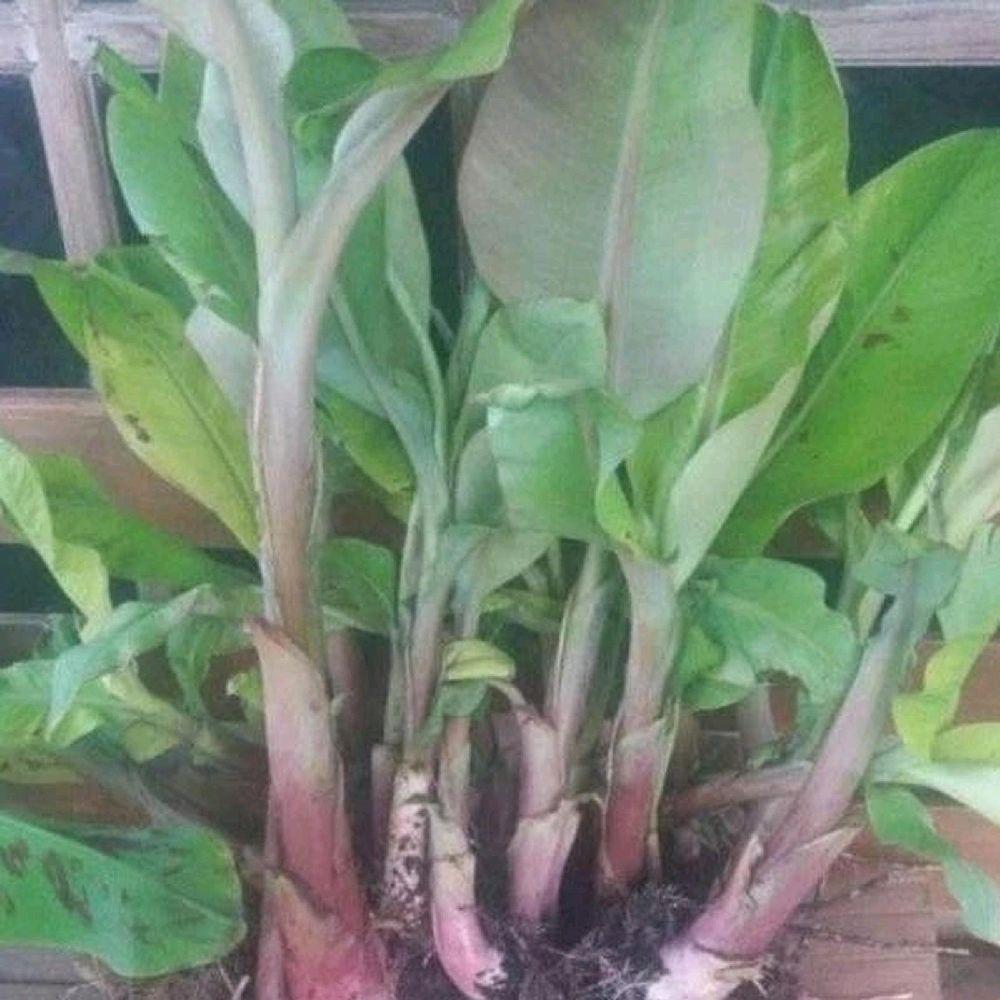 BIBIT PISANG AMBON KUNING