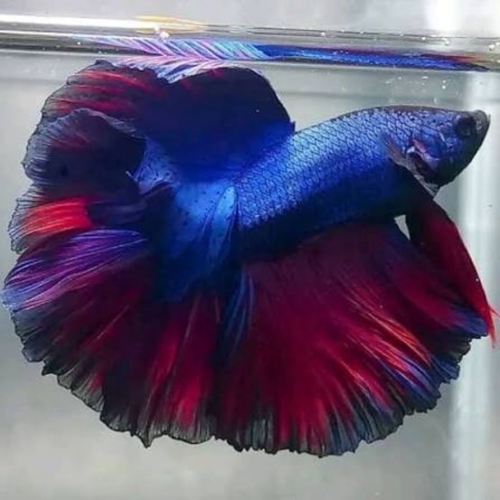 Ikan Cupang Betta Halfmoon Hias - Paket Jantan & Betina 10 Ekor, Harga Terjangkau