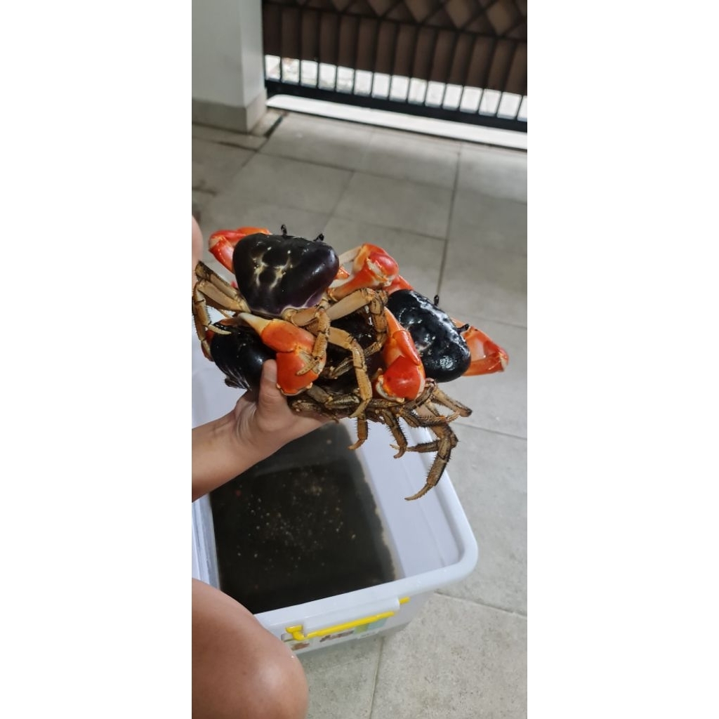 KEPITING HIAS / KEPITING DARAT