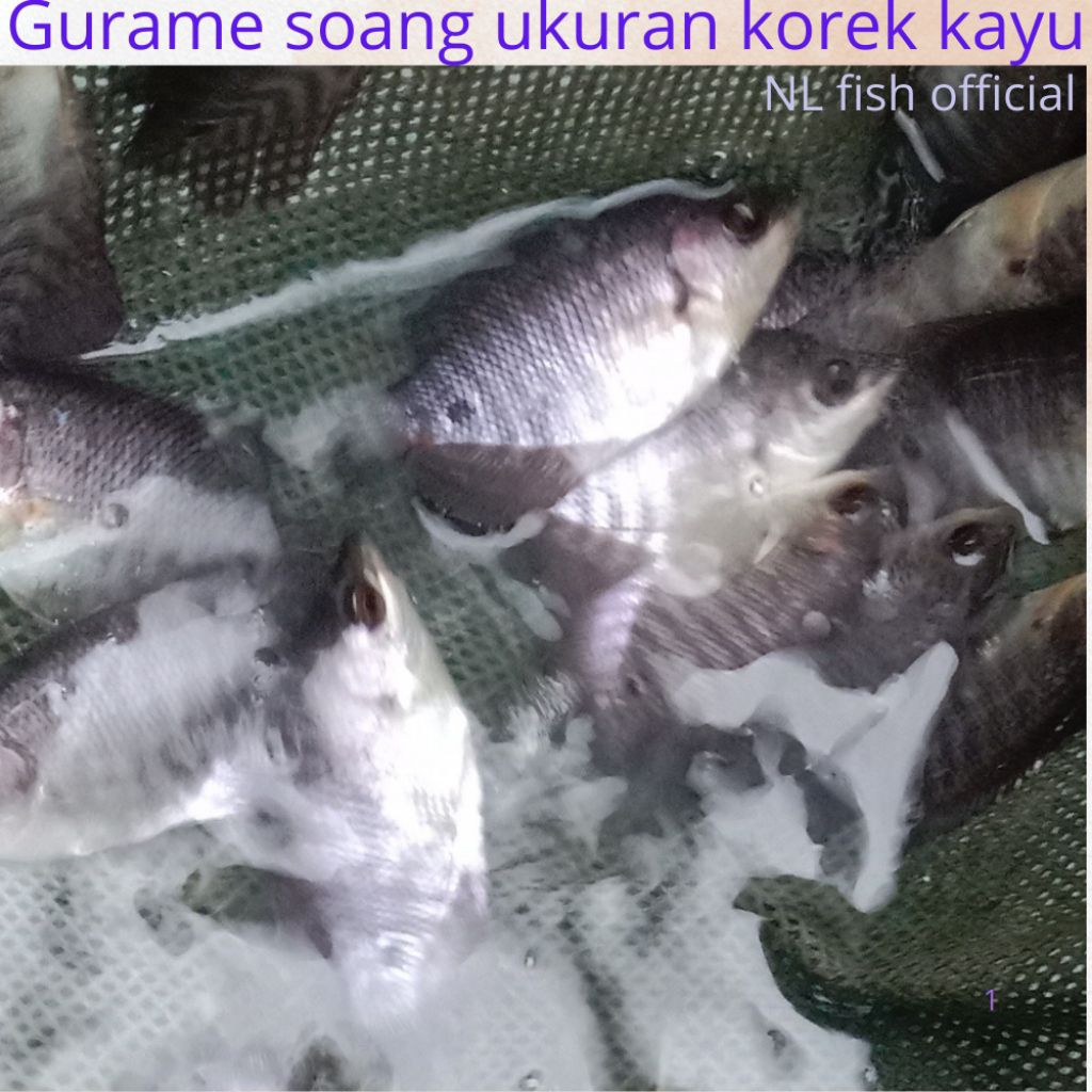 Bibit Ikan Gurame Soang Hidup 50 Ekor Ukuran Korek Kayu – Siap Budidaya Cepat Panen