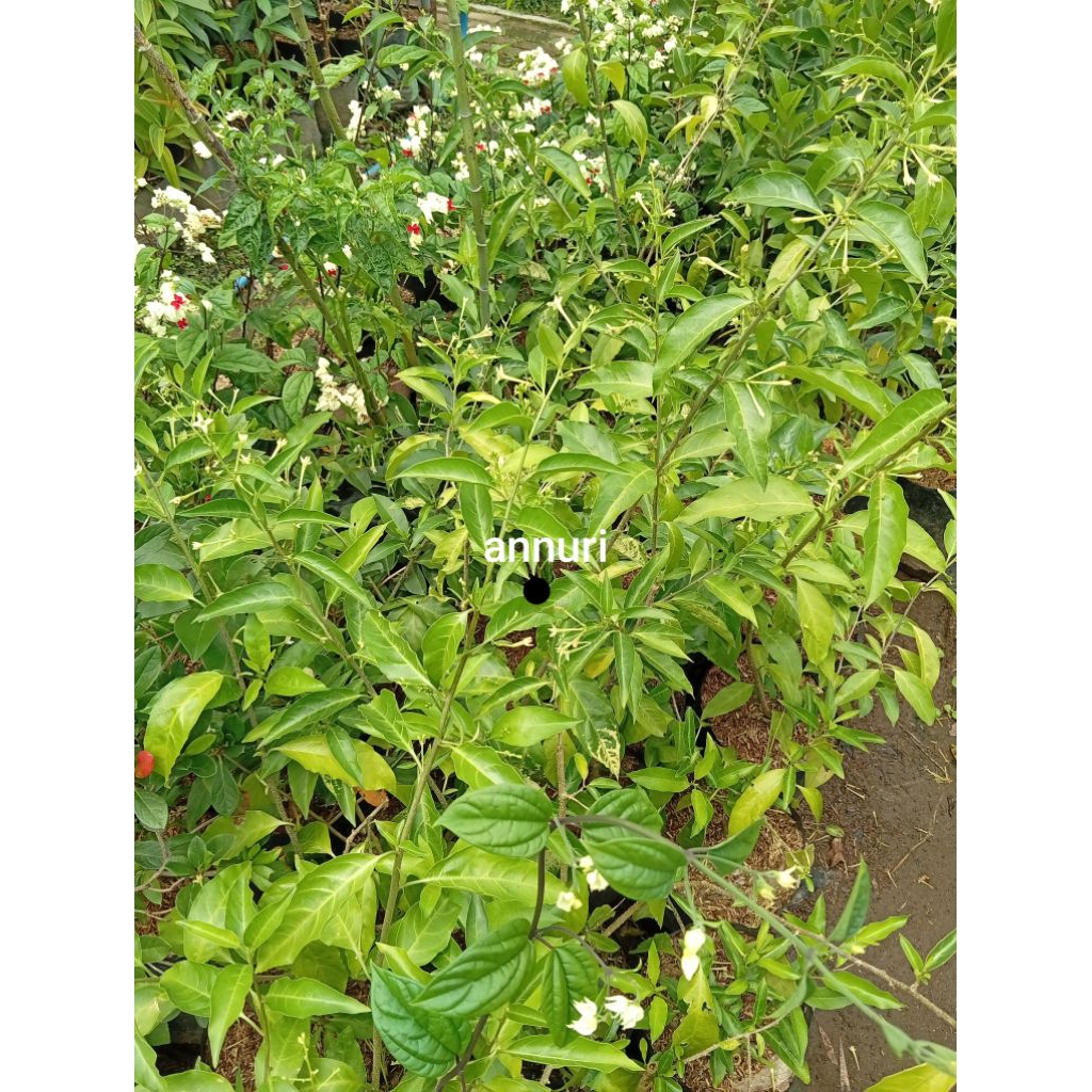 tanaman bunga arum dalu