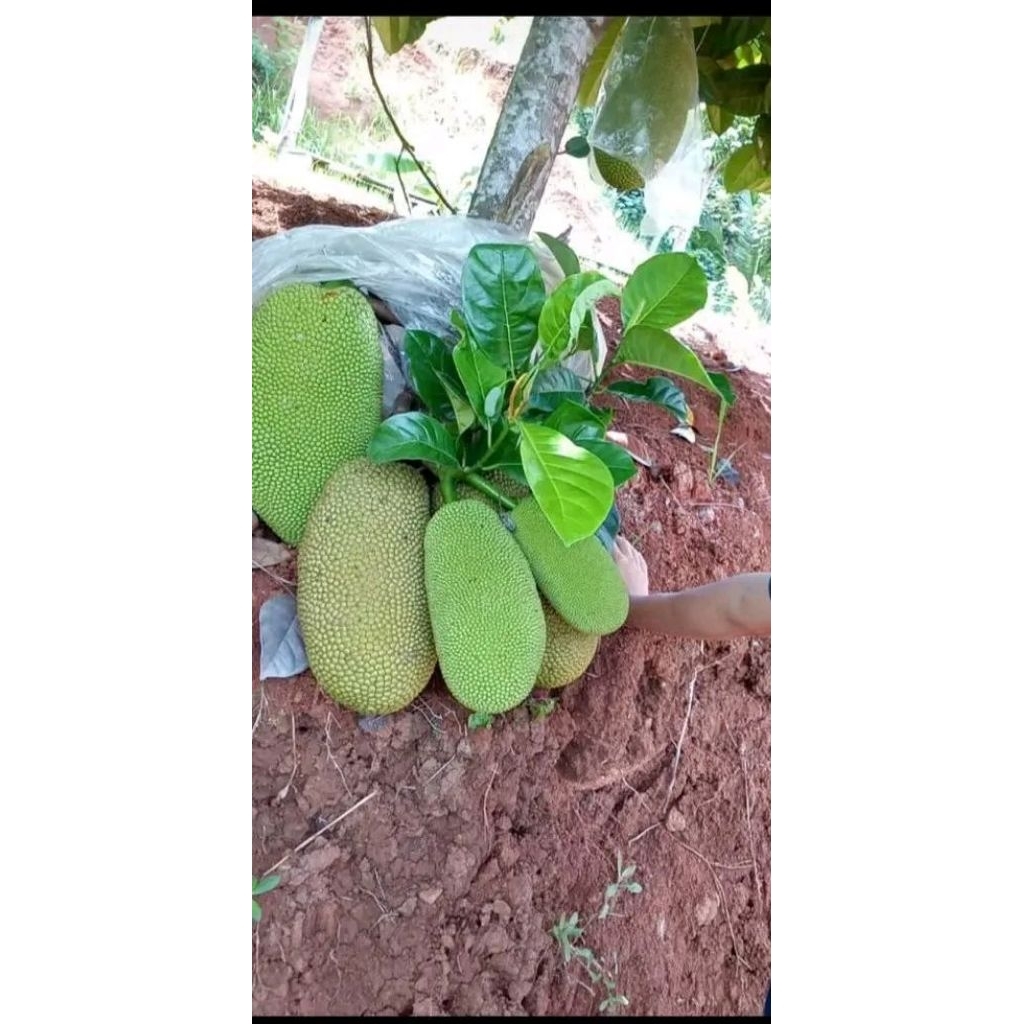 Nangka muda untuk masak gudeg 2Kg