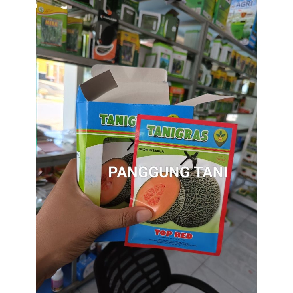 Benih Melon Daging Merah Top Red F1 Isi 500 Biji Tahan Virus, Berkualitas
