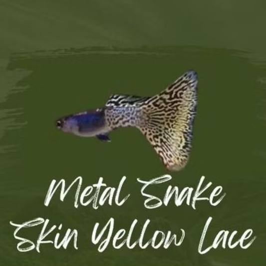 Guppy metal snakeskin yellow lace