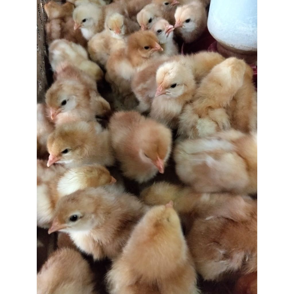 Ayam Telur - Bibit Ayam Petelur - Bibit ayam petelur kecil - DOC Telur - Doc Petelur