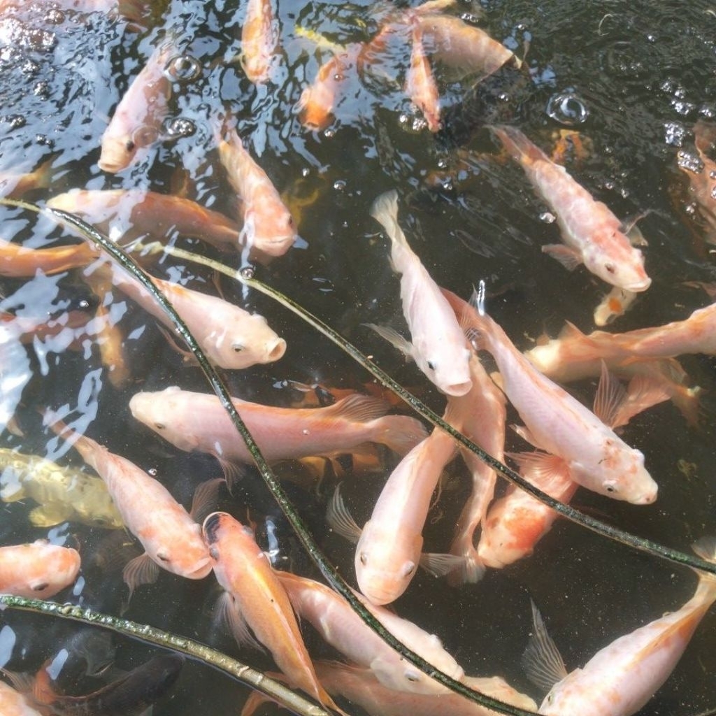 IKAN NILA MERAH HIDUP 1 KG