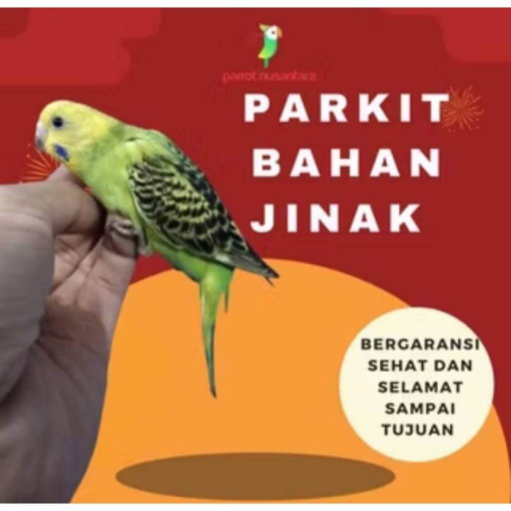 Burung Parkit Jinak Banyak Pilihan Warna