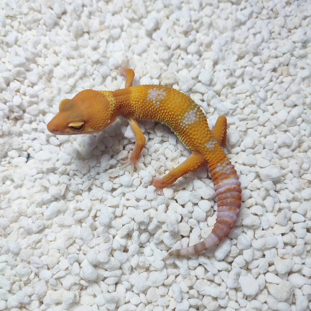 Leopard Gecko - Sunglow