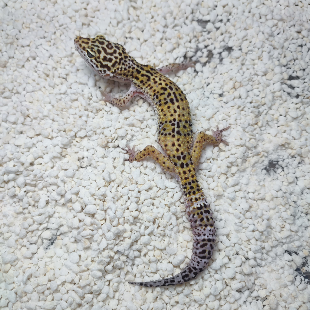 Leopard Gecko - MS het Tremper Female Indukan