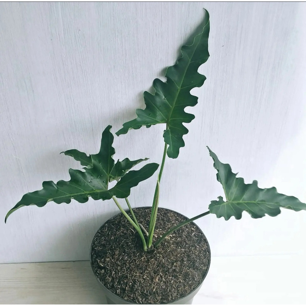 Thaumatophyllum Wiliamsi