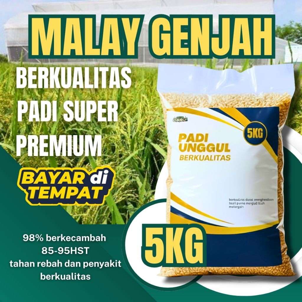 benih padi Malay genjah 5kg