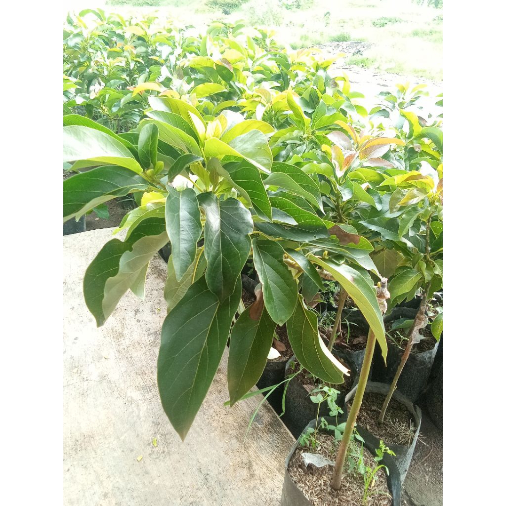 BIBIT ALPUKAT ALIGATOR SUPER GENJAH