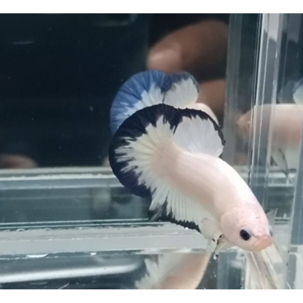 Betta Plakat Blue Rim Butterfly Double Tail - Elegan, Warna Menawan, Kualitas Unggul