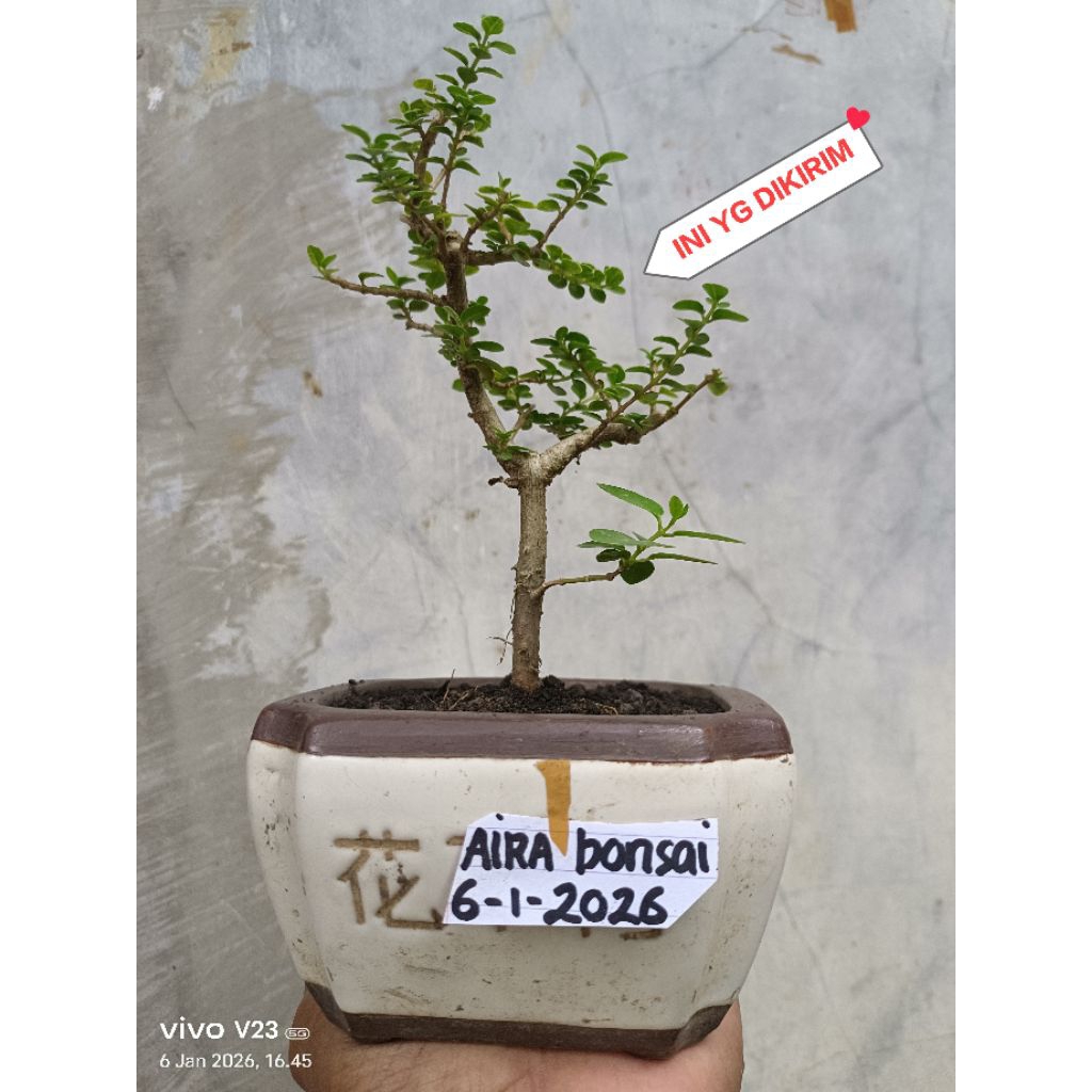 bonsai sancang real pict