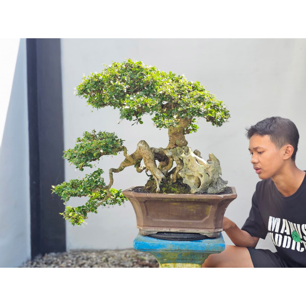 Bonsai Hokiantea Bunga Siap Pajang