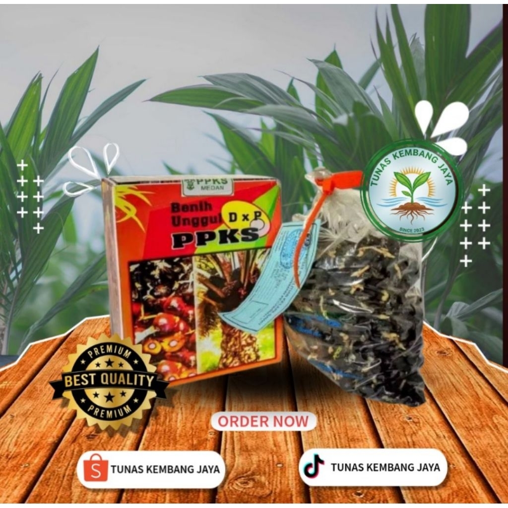 Bibit Kelapa sawit simalungun