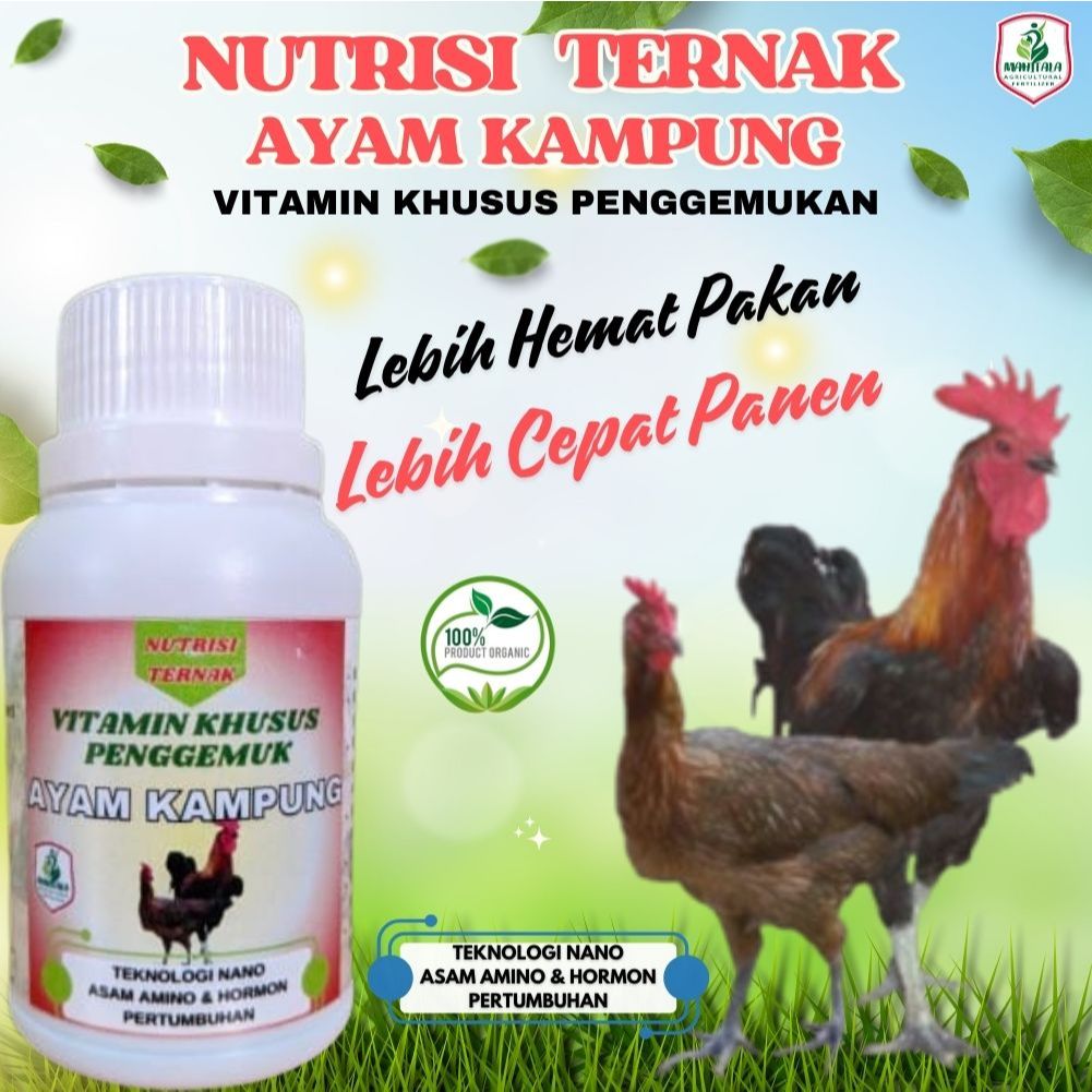 Suplemen Jamu Ayam Kampung Cepat Besar Obat Ayam Jawa Ayam Kampung Bangkok Ayam Pedaging Ayam Jago