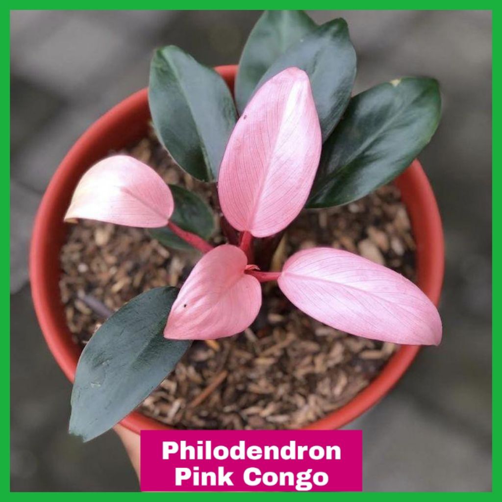 Tanaman Hias Philodendron Pink Congo — Tanaman hias daun pink