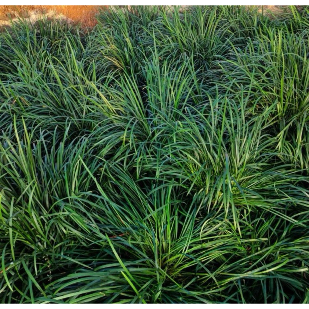 Rumput Mondo/ Monkey Grass (Ophiopogon japonicus)