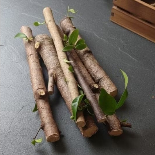 BAHAN BONSAI ANTING PUTRI BATANG PUTIH STEKAN FRESH