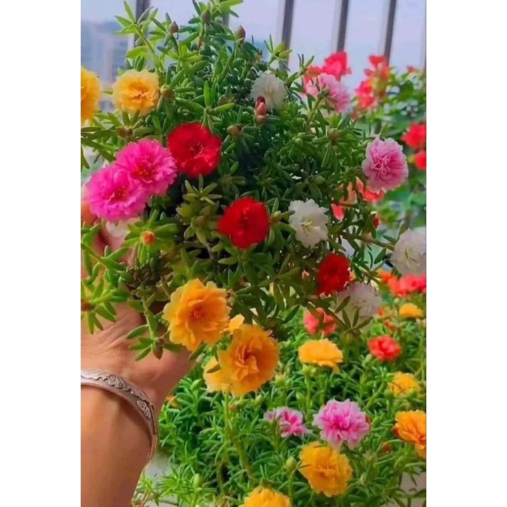 Berpolibag Bunga Krokot Tumpuk Tanaman Hias  Mossrose