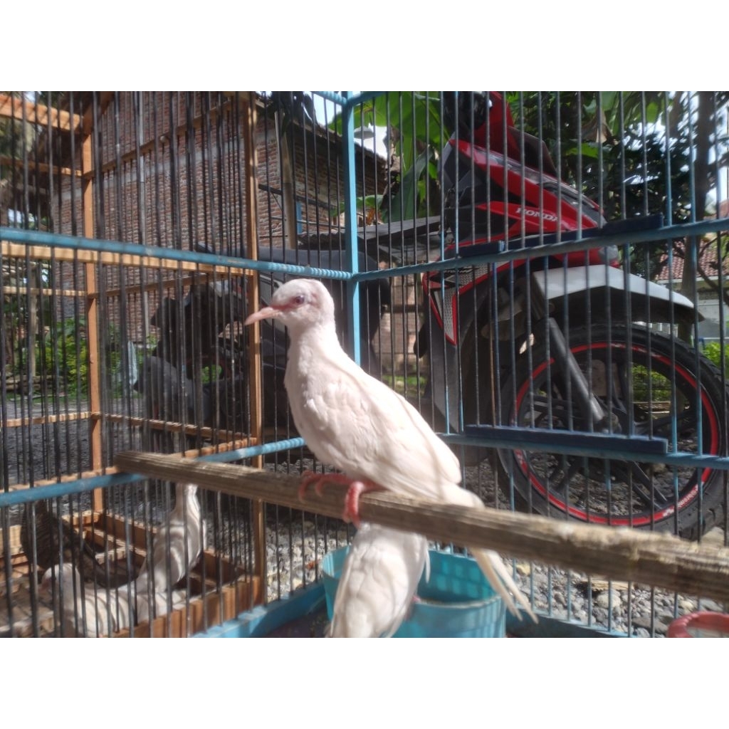 PERKUTUT PUTIH KAPAS ALBINO MM