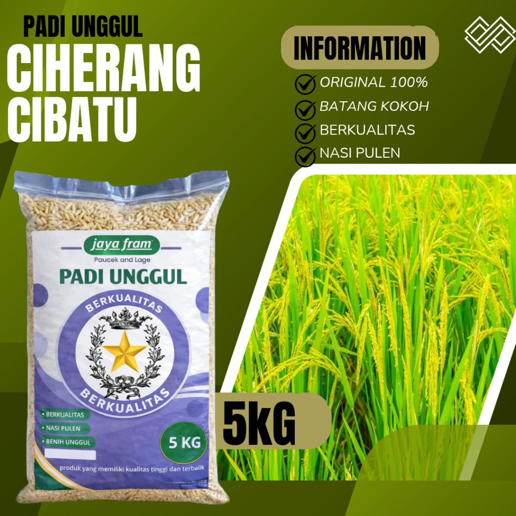 padi unggul Ciherang Cibatu kemasan 5kg padi Ciherang Cibatu