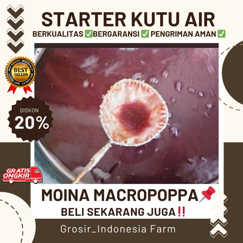 Kutu Air Moina Macropoppa Pakan Alami Pakan Hidup Untuk Ikan Hias Guppy, Molly, Burayak Cupang