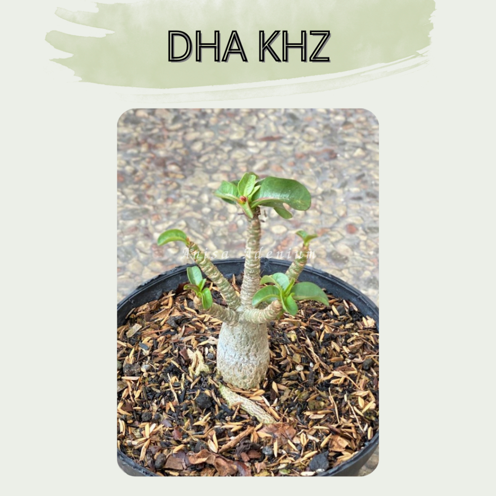Tanaman Hias Adenium DHA KHZ