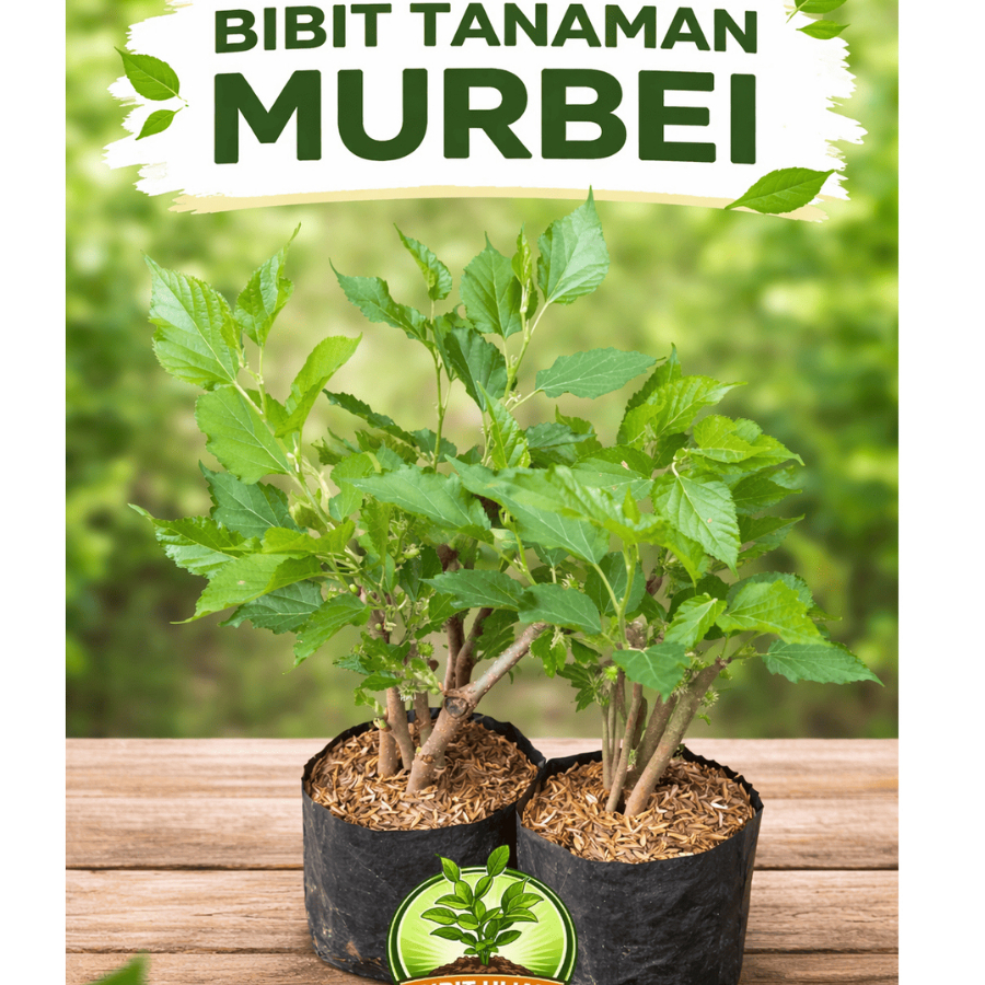 Bibit murbei tanaman murbei/mulberry bibit tanaman murbei