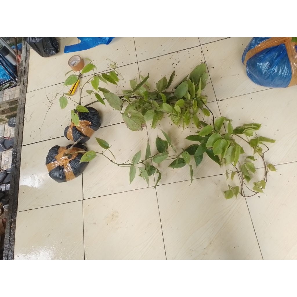 flame of irian/irian flame/tanamanmerambat